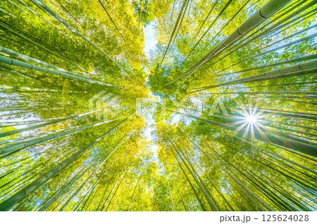 日本の横浜都市景観 黄色く染まる竹林と差し込む太陽光…希望の光…＝令和7年4月29日 125624028