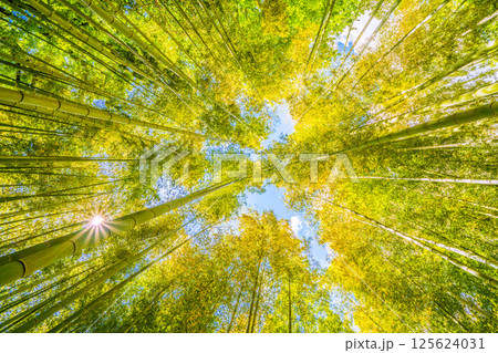 日本の横浜都市景観 黄色く染まる竹林と差し込む太陽光…希望の光…＝令和7年4月29日 125624031