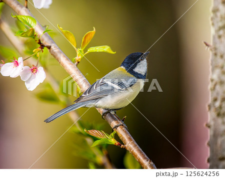 桜とシジュウカラ 125624256