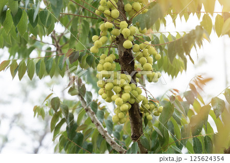Star gooseberry fruit , with vitamins and sour taste. 125624354