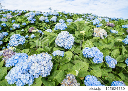 Natural Landscape view of purple Hydrangea flower (Hydrangea macrophylla) in a garden. 125624380