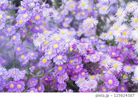 Rock daisy or Brachyscome angustifolia. Rock daisy or Brachyscome angustifolia. 125624387