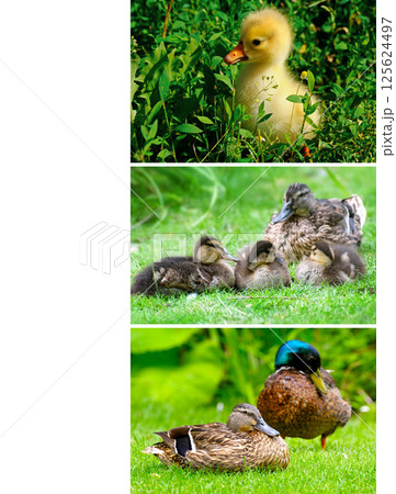 Adult ducks and ducklings on a green meadow. 125624497