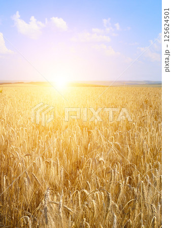 wheat field and colorful sunrise. Ears of wheat close-up. 125624501