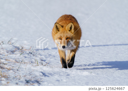 キタキツネ 冬毛のもふもふでかわいい北海道の野生動物 キタキツネ 冬毛のもふもふでかわいい北海道の野生動物 125624667