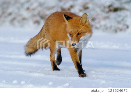 キタキツネ 冬毛のもふもふでかわいい北海道の野生動物 キタキツネ 冬毛のもふもふでかわいい北海道の野生動物 125624672
