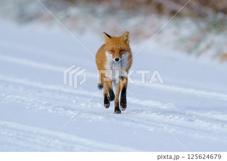 キタキツネ 冬毛のもふもふでかわいい北海道の野生動物 キタキツネ 冬毛のもふもふでかわいい北海道の野生動物 125624679