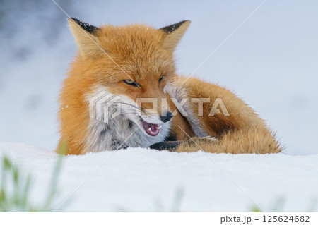 キタキツネ 冬毛のもふもふでかわいい北海道の野生動物 キタキツネ 冬毛のもふもふでかわいい北海道の野生動物 125624682