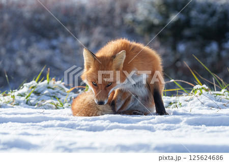キタキツネ　冬毛のもふもふでかわいい北海道の野生動物 125624686