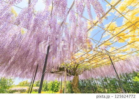 レッドヒルヒーサの森　満開のふじ園 125624772