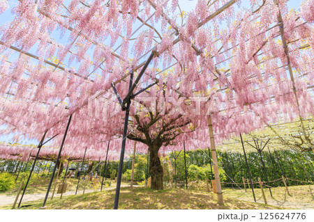 レッドヒルヒーサの森　満開のふじ園 125624776