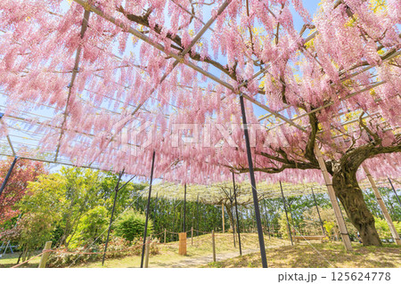 レッドヒルヒーサの森　満開のふじ園 125624778