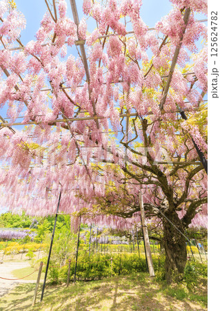 レッドヒルヒーサの森　満開のふじ園 125624782