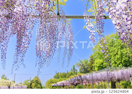 レッドヒルヒーサの森　満開のふじ園 125624804