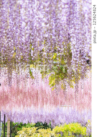 レッドヒルヒーサの森　満開のふじ園 125624824