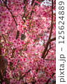 陽光桜　/　ヨウコウ 125624889