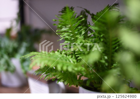 観葉植物 観葉植物 125624980