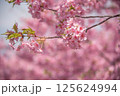 陽光桜　ヨウコウ 125624994