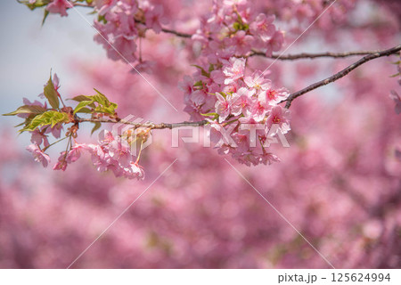 陽光桜　ヨウコウ 125624994