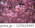 陽光桜　ヨウコウ 125624995