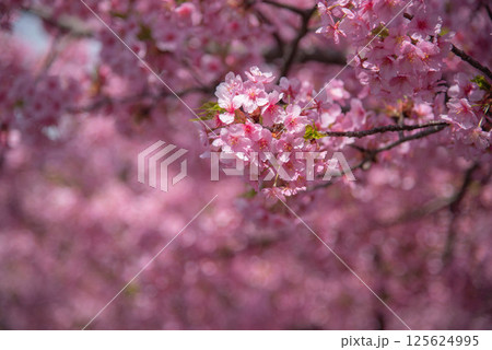 陽光桜　ヨウコウ 125624995