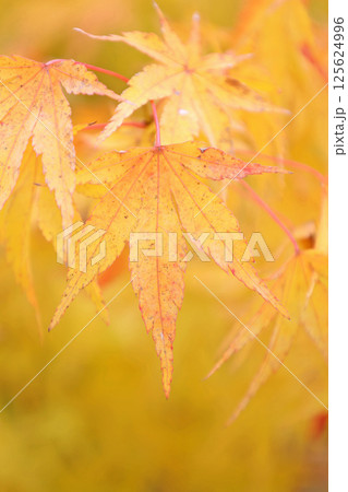 帯石観音の紅葉 帯石観音の紅葉 125624996