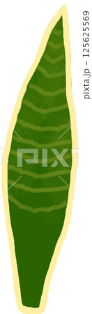 Beautiful green mixed yellow colors of snake plant leaves 125625569