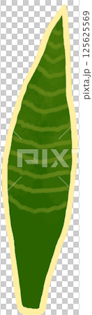 Beautiful green mixed yellow colors of snake plant leaves 125625569