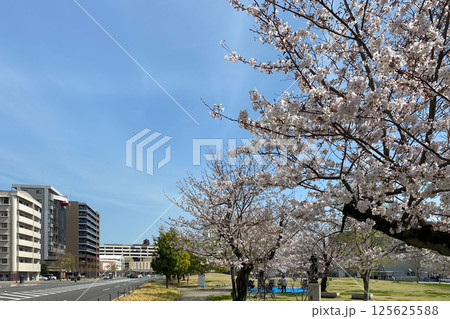 いこいの道と桜 125625588