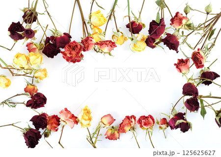 Dry rose buds on a white background with space for text. Dry rose buds on a white background with space for text. 125625627