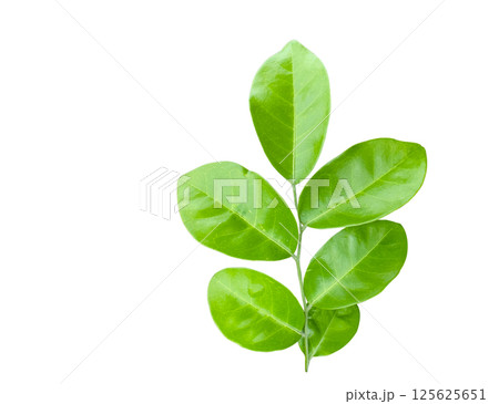 Cutout of a fig tree leaf with clipping paths on white background. Ideal for botanical projects and eco themed designs. Cutout of a fig tree leaf with clipping paths on white background. Ideal for botanical projects and eco themed designs. 125625651