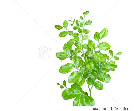 Cutout of a fig tree leaf with clipping paths on white background. Ideal for botanical projects and eco themed designs. 125625652