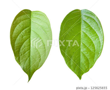 Isolated green leaf with clipping paths perfect for design work eco themed graphics or background use. Isolated green leaf with clipping paths perfect for design work eco themed graphics or background use. 125625655
