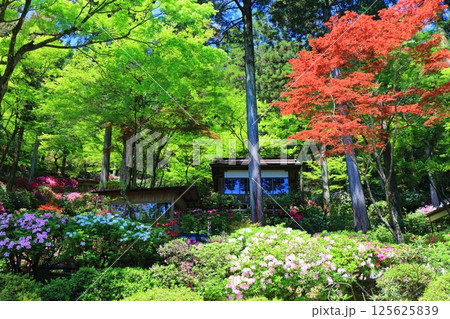 【佐賀県】ツツジが満開の大興善寺 125625839
