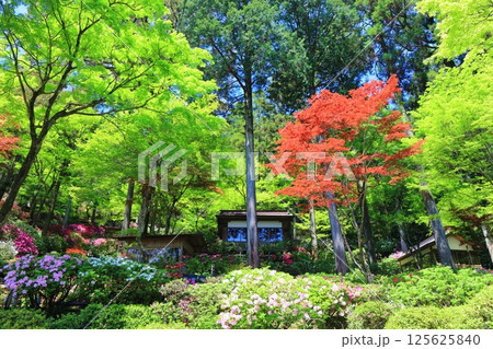 【佐賀県】ツツジが満開の大興善寺 125625840