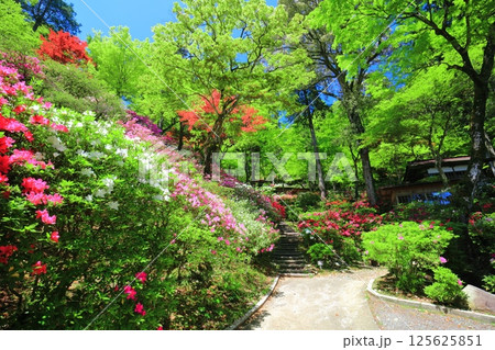 【佐賀県】ツツジが満開の大興善寺 【佐賀県】ツツジが満開の大興善寺 125625851