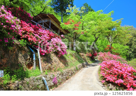 【佐賀県】ツツジが満開の大興善寺 125625856
