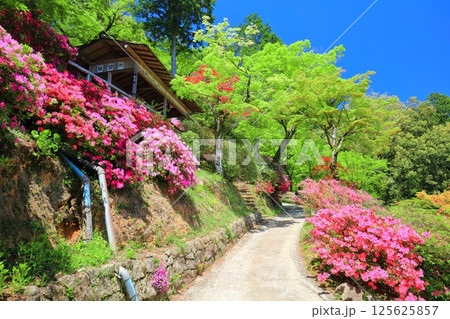 【佐賀県】ツツジが満開の大興善寺 125625857