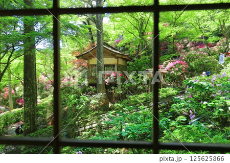 【佐賀県】ツツジが満開の大興善寺 【佐賀県】ツツジが満開の大興善寺 125625866