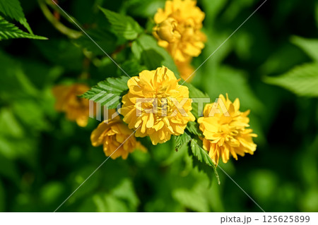 ヤエヤマブキ ヤエヤマブキ 125625899