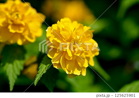 ヤエヤマブキ ヤエヤマブキ 125625901