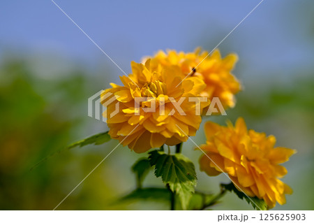 ヤエヤマブキ ヤエヤマブキ 125625903