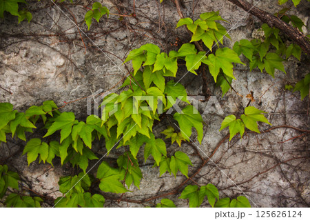 Lush green ivy with pointed leaves climbs a textured, weathered gray wall, creating a vibrant contrast of nature against the aged surface Lush green ivy with pointed leaves climbs a textured, weathered gray wall, creating a vibrant contrast of nature against the aged surface 125626124