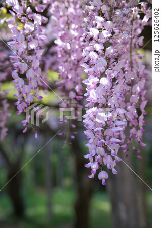 垂れ下がる藤の花 125626402