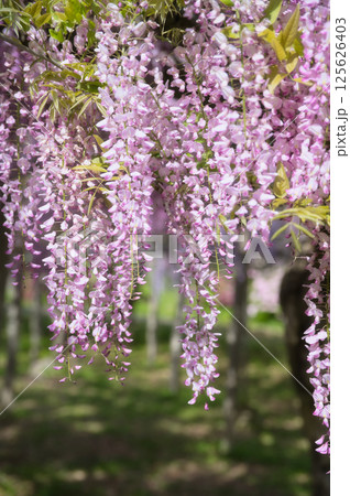 藤の花のある風景 藤の花のある風景 125626403