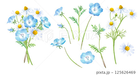 ネモフィラとカモミールの小さな花束。水彩イラスト。構成要素のセット。  125626469