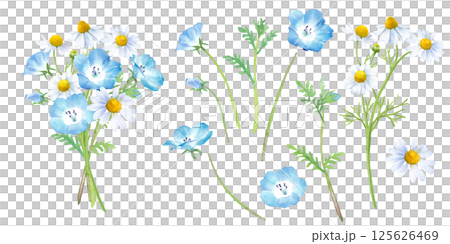 ネモフィラとカモミールの小さな花束。水彩イラスト。構成要素のセット。  125626469