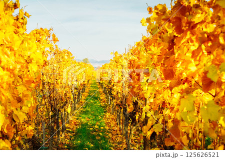 Wine route of Alsace 125626521