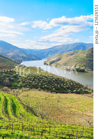 Douro wine valley Douro wine valley 125626553