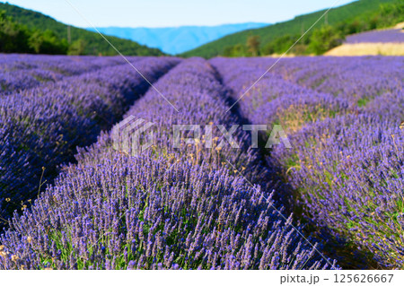 Lavender field at summer Lavender field at summer 125626667